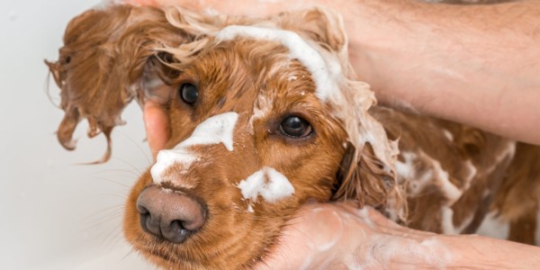 Cocker spaniel dog taking a shower with shampoo and water